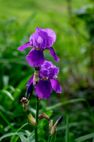 Joyce Gentry - Neighborhood Iris 003