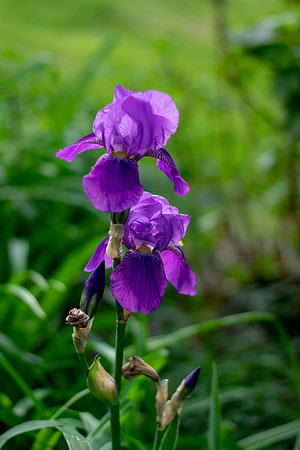Joyce Gentry - Neighborhood Iris 003