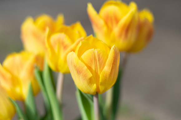 Joyce Gentry - A Gift of Yellow Tulips