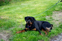Joyce Gentry - Frankie is a Good Dog