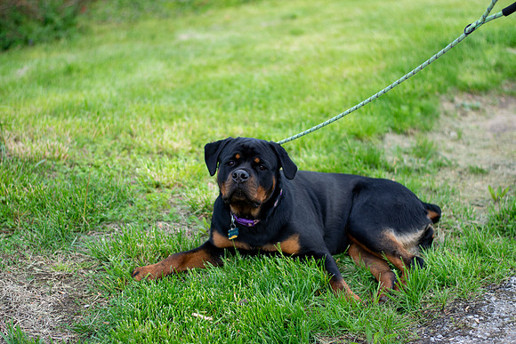 Joyce Gentry - Frankie is a Good Dog