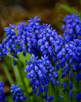 Sharon Johnson - Bluebells