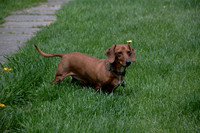 Sharon Johnson - Dachshund