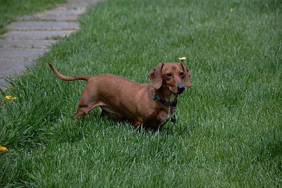 Sharon Johnson - Dachshund