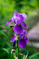 Joyce Gentry - Neighborhood Iris 002