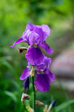 Joyce Gentry - Neighborhood Iris 002